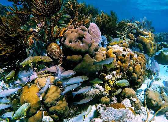 Hol Chan Marine Reserve