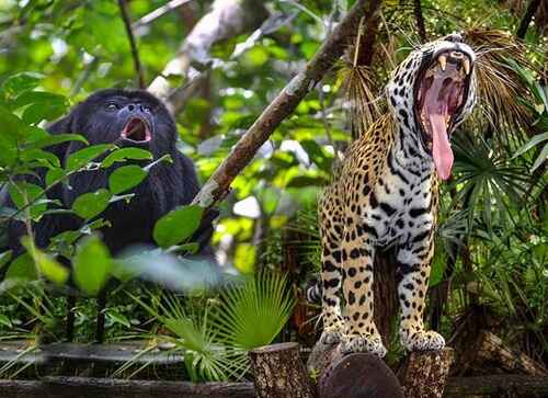 The Belize Zoo: A Celebration of Wildlife and Indigenous Knowledge