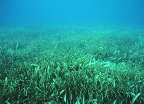 SeaGrass Beds