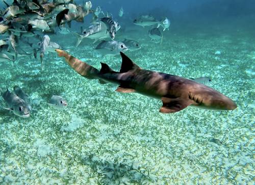 Snorkel With Sharks (Safely!)