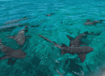 Snorkel With Sharks (Safely!)