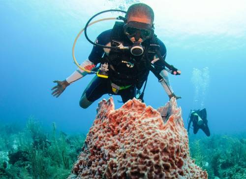 Snorkel With Sharks (Safely!)