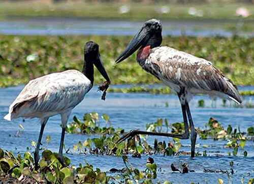Crooked Tree Wildlife Sanctuary
