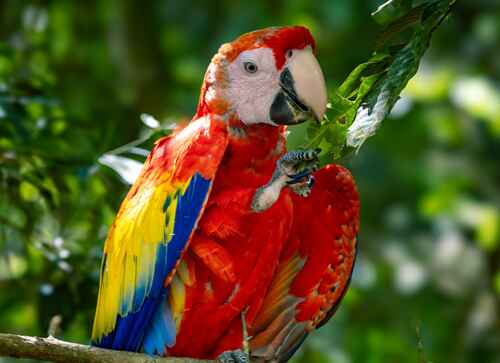 Red Bank Village (Scarlet Macaw Viewing)