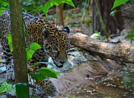 Visit the Belize Zoo