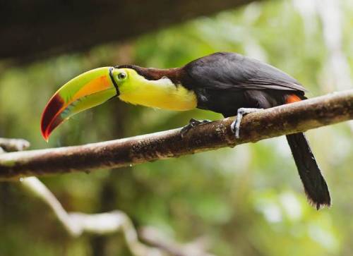 Wildlife & Birdwatching