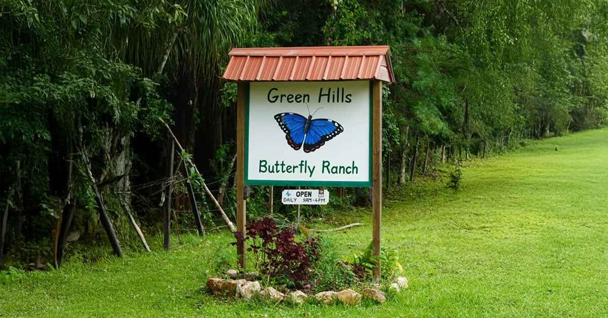 Green Hills Butterfly Ranch – A Hidden Gem for Nature Lovers in Belize