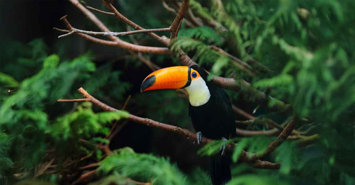 Belize Zoo: A Must-Visit Wildlife Sanctuary in Belize